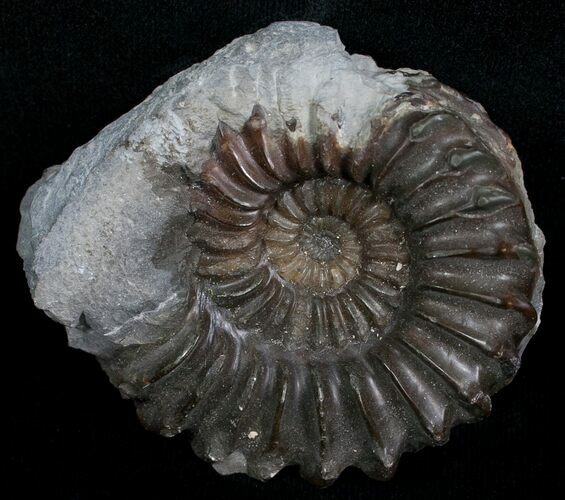 Brown Pleuroceras Ammonite - Germany #6176